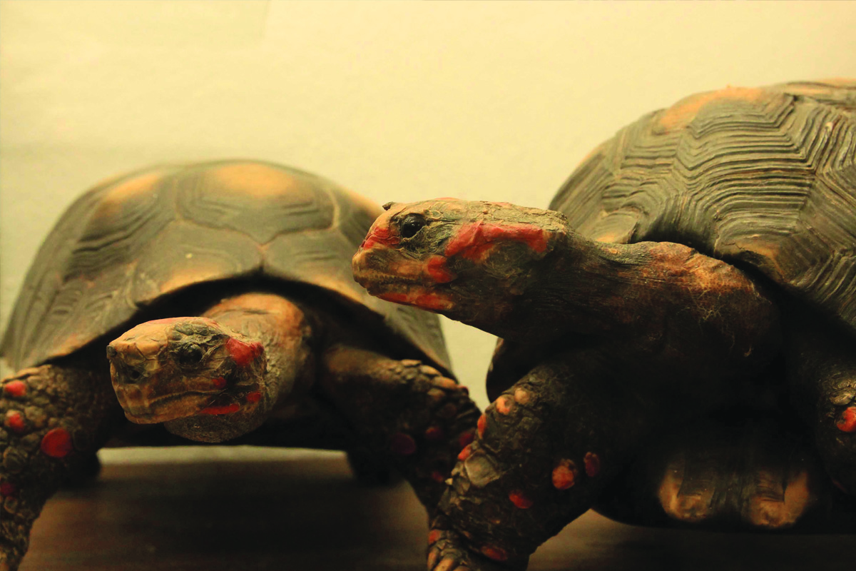 Museu de História Natural de Atibaia - SP
